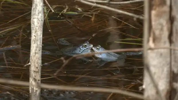 Произошло чудо. Бурые лягушки в Ленобласти стали голубыми и готовы обниматься
