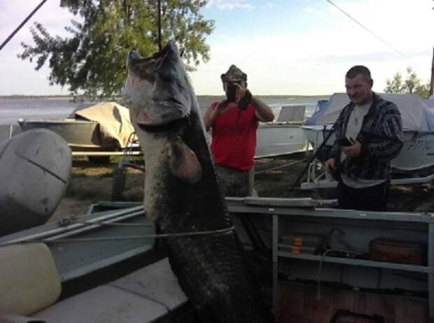 Саратовская область. Рыболовы, поймавшие 80-кг сома могут сесть за решетку