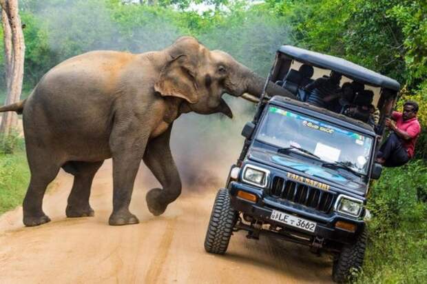 В Шри-Ланке слон решил поучаствовать в сафари