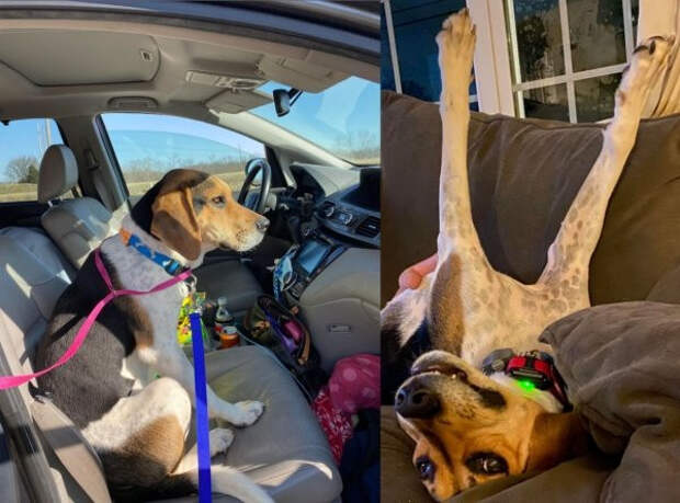 Снимки животных до и после того, как они обрели дом и любящих хозяев