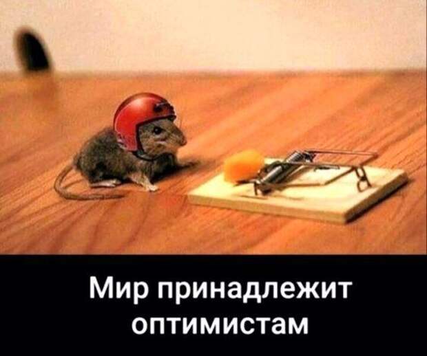 Смешные до слез мемы и картинки