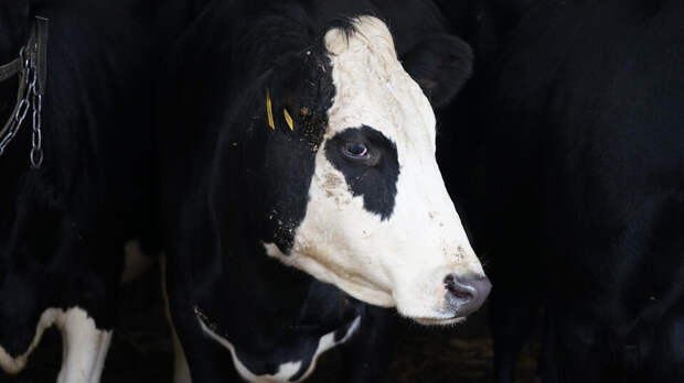 Фермер решил разводить только некрасивых коров из-за нашествия тиктокеров