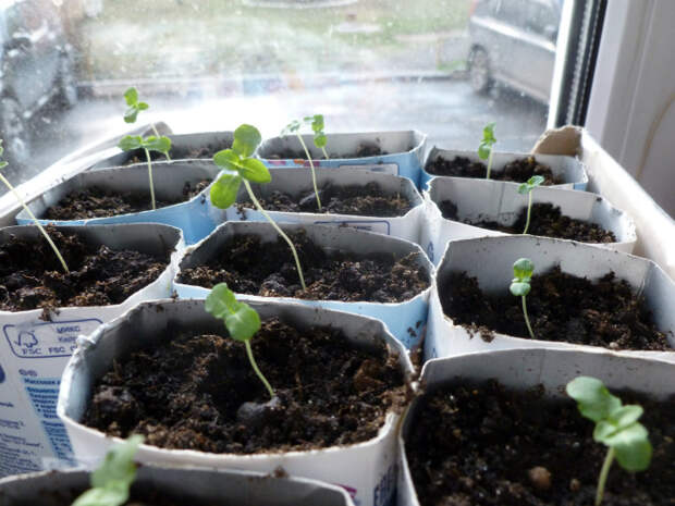 Упаковки продуктов и напитков. | Фото: sovet.boltai.com. Упаковки продуктов и напитков. | Фото: sovet.boltai.com.