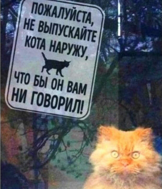 Очаровательный котейка.