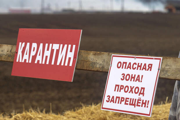 Власти Алтайского края ввели карантин в пяти новых очагах бешенства