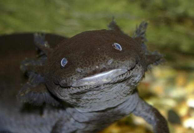 waterfauna05 waterfauna05