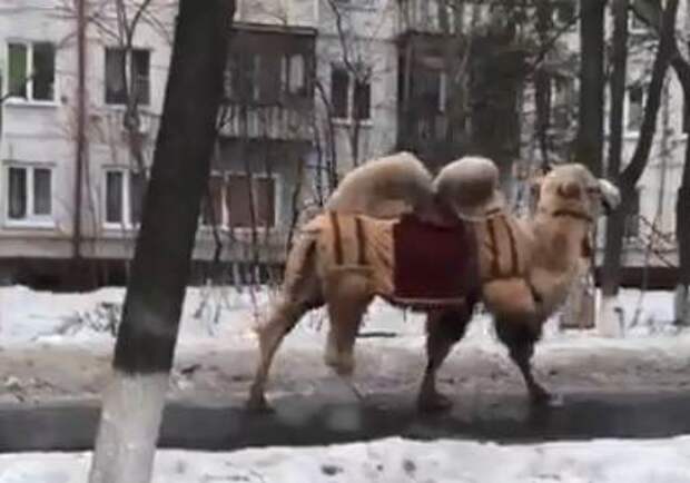 На фоне хрущевок: в Сети обсуждают видео с выгулом верблюда в Подмосковье