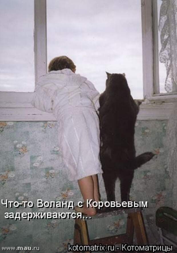 Свежие котоматрицы (86 картинок)