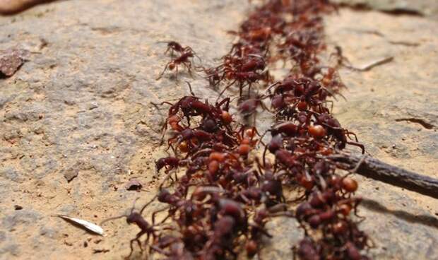 Бешеные муравьи