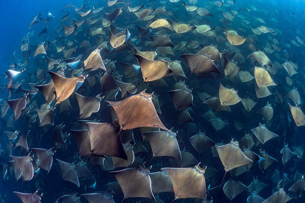 15 потрясающих фотографий подводного мира с международного конкурса