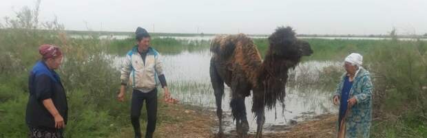 Увязшему в грязи верблюду помогли в Кульсары