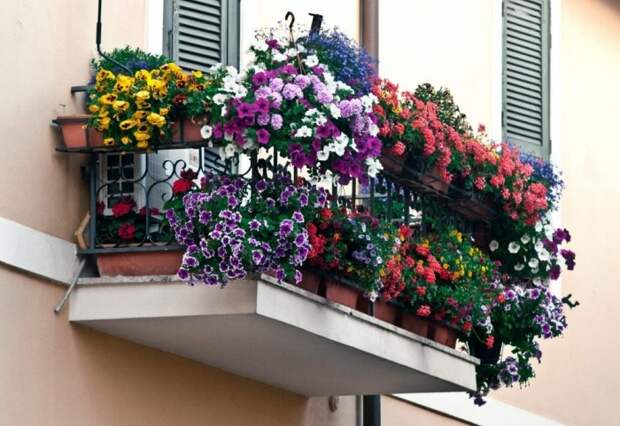 Выращивать цветы за окном сложно, но возможно Выращивать цветы за окном сложно, но возможно