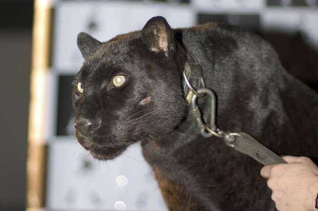 На владельца пантеры, который предлагал сфотографироваться с хищником в парке, завели дело