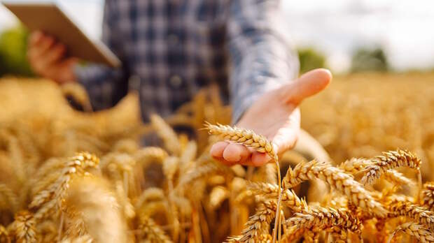 Биопестицид для защиты сельскохозяйственных растений разработали сибирские ученые