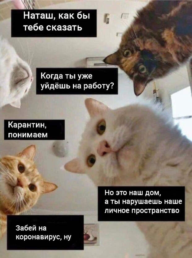 коты против карантина