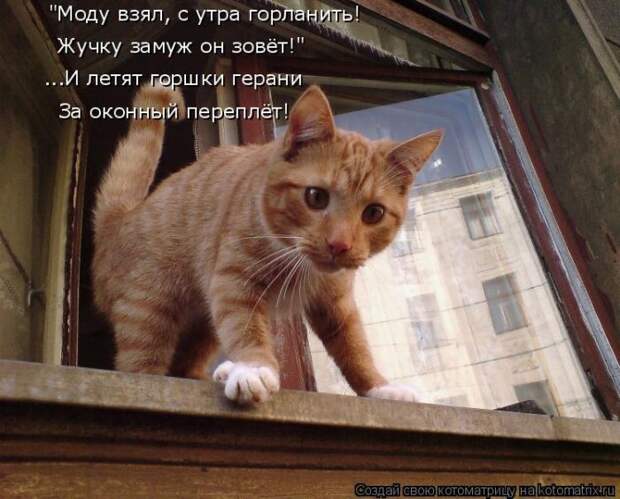 Лучшие котоматрицы недели Лучшие котоматрицы недели
