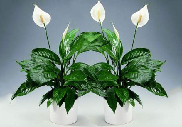 spathiphyllum1