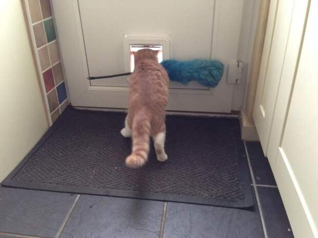 Забавные коты, которые застряли и встряли