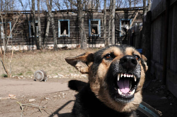 "Фонтанка": в Петербурге собаки напали на юношу и девушку в заброшенном здании