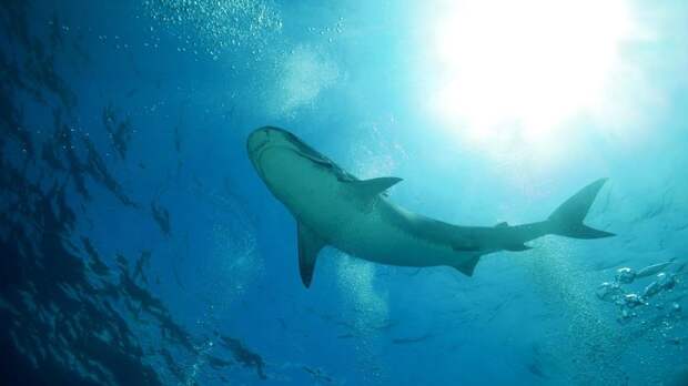 Учёные нашли неожиданный источник пищи у детёнышей тигровых акул