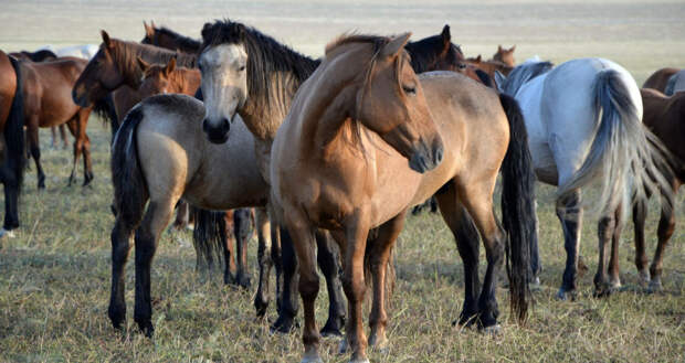 В Новороссийске у мужчины похитили лошадей