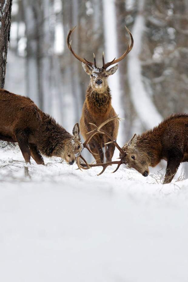1. животные, мир, олень, природа, фотограф, фотография, шотландия