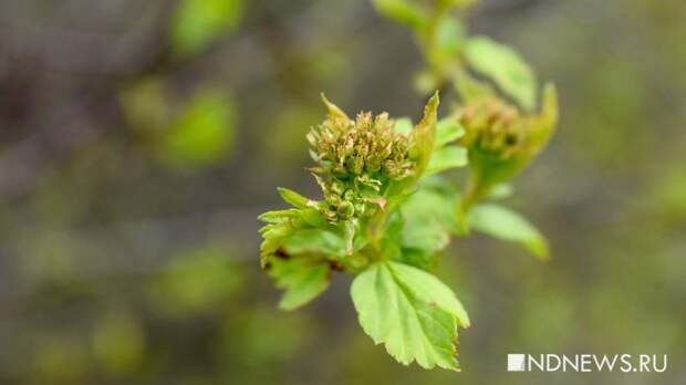 Гидрометцентр: снегопады из Москвы уйдут в Арктику, а не на Урал