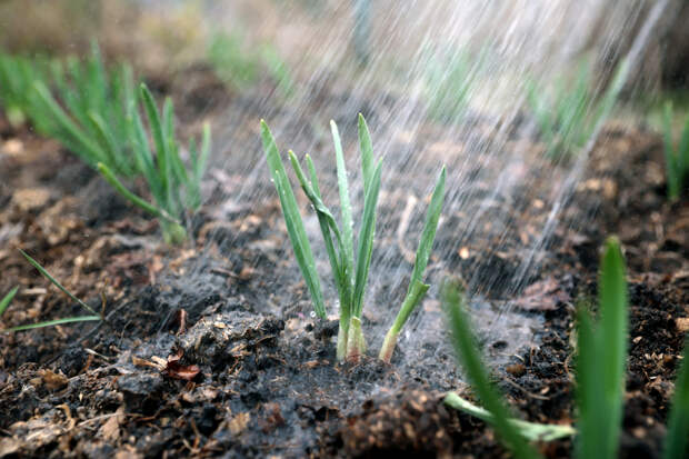 Как правильно сажать лук? Какой сорт выбрать и когда высаживать в открытый грунт в 2026 году