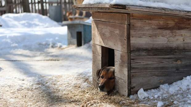 Отлов, стерилизация и выпуск. Кто и как решает проблему собак в Барнауле