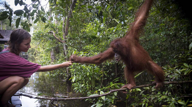 Туристов призвали избегать контактов с грызунами и приматами из-за оспы обезьян