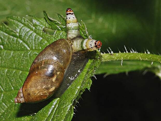Leucochloridium paradoxum (Вид плоских червей) зомби, коты, насекомые, паразиты, факты