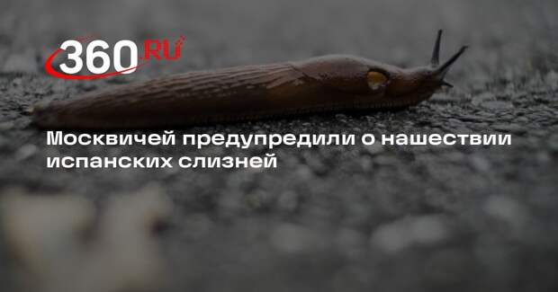 Биолог Сафонов предупредил о нашествии испанских слизней в Москве