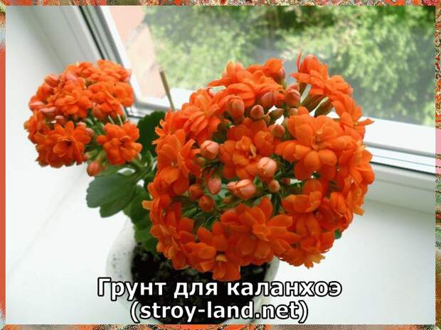 Грунт для каланхоэ