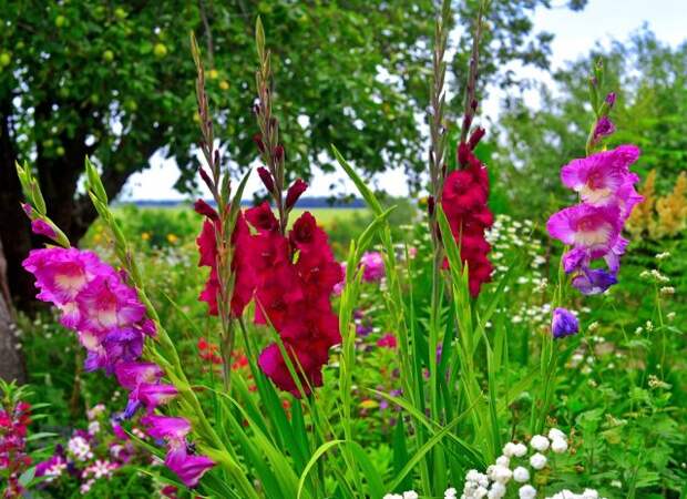 Flowers of gladiolus, yarrow on flowerbeds in the garden against the backdrop of the sky and trees