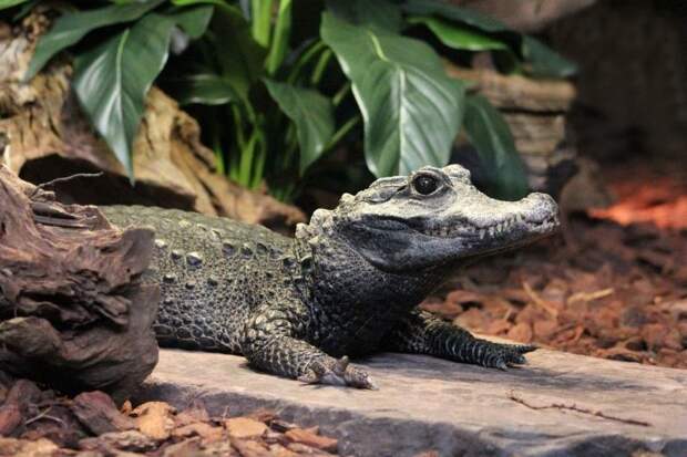 Крокодилы. Интересные факты 2 животные, интересно знать, крокодил, факты