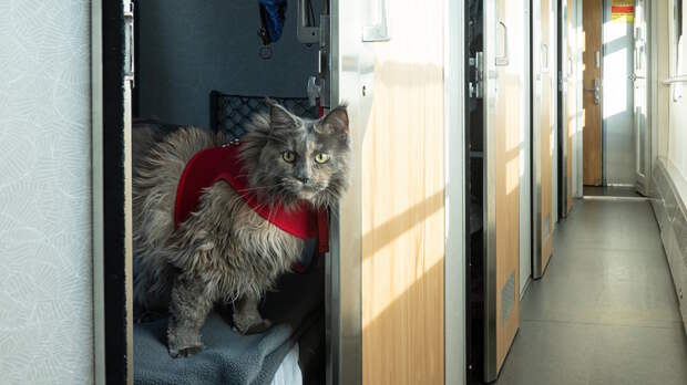 РЖД добавили опцию выбора места для питомца в вагоне
