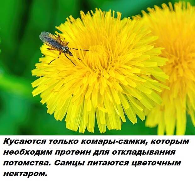 Самые бесполезные факты о которых вы не знали