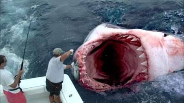 Жажда крови: 15 страшных нападений акул, снятых на камеру акула, видео, животные, нападение