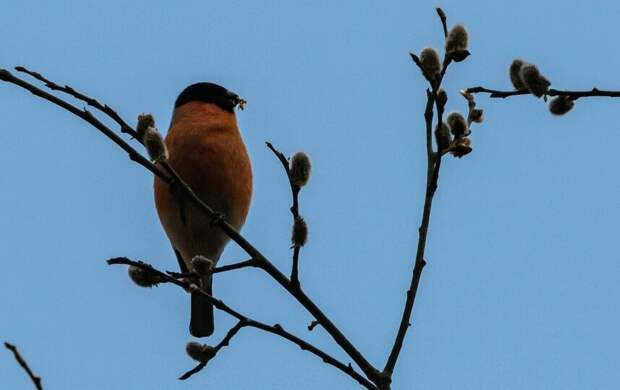 Снежную крупу и дожди принесёт в Петербург циклон 6 апреля