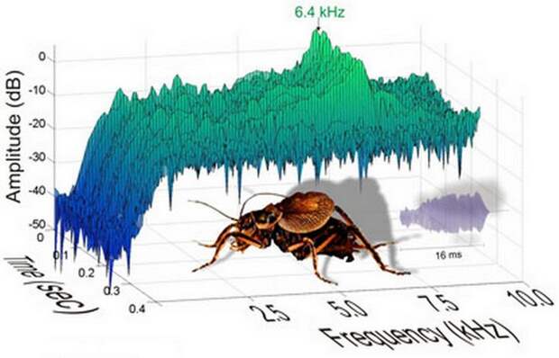 Ученые услышали стрекотание ископаемого кузнечика.