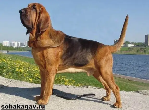 Бладхаунд собака. Описание, особенности, уход и цена бладхаунда