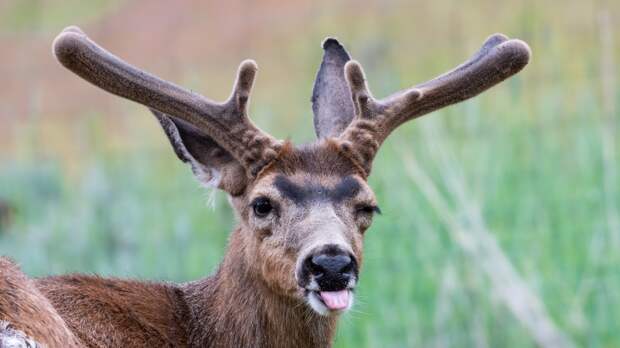 deer getting high on naturally occurring nitrous oxide