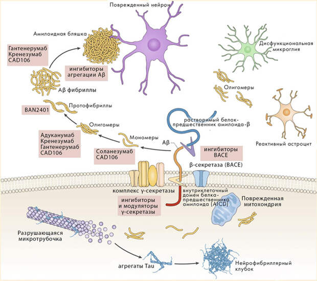 Рис. 2. Схема патогенеза болезни Альцгеймера