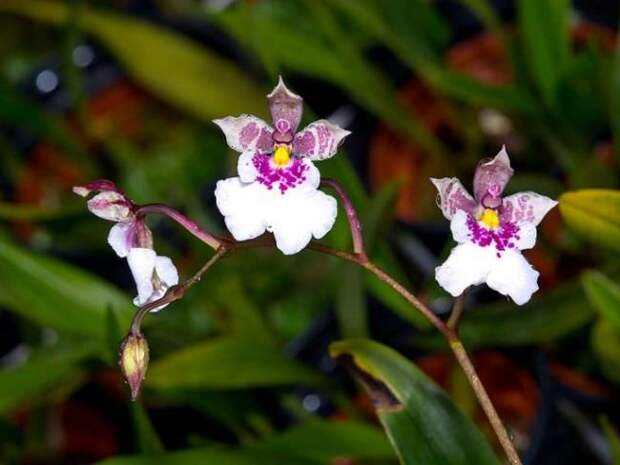 Период цветения «Мотылькового Онцидиума» приходится на начало августа и длится не более месяца