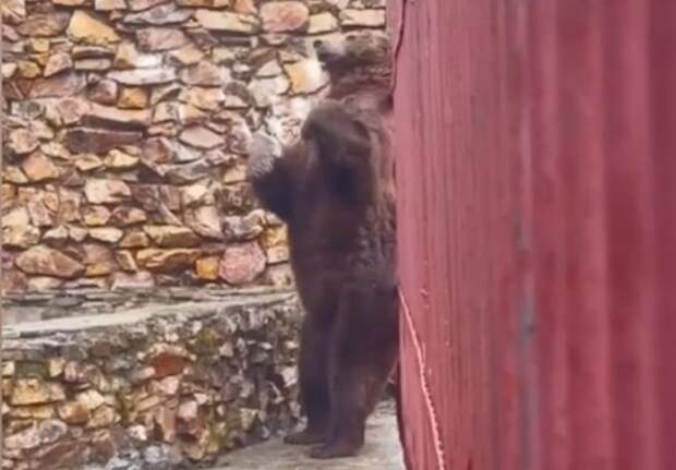 Спасенного в Челябинской области медведя перевезли в эко-парк «Зюраткуль»