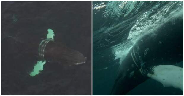 В Мурманской области пытаются спасти запутавшегося в сетях краснокнижного кита