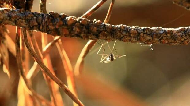 Комары проснулись на Алтае в разгар января
