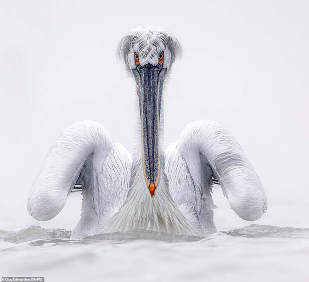 Удивительные фотографии пеликанов