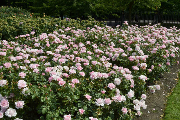 Почему не цветут розы: 7 возможных причин