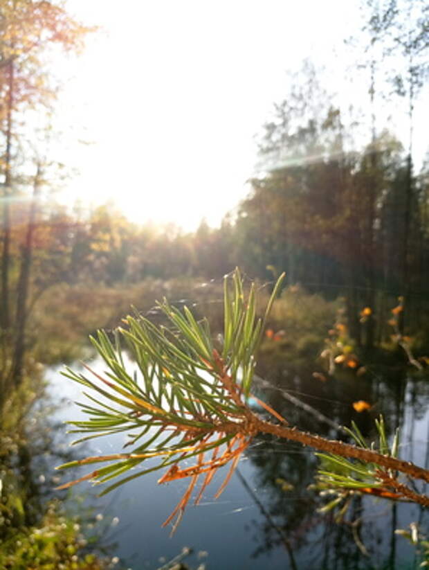 Фото на камеру Meizu MX6